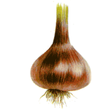 Ail Noir en gélules Pullulan