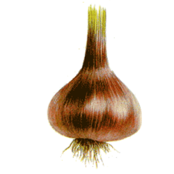 Ail Noir Bio*