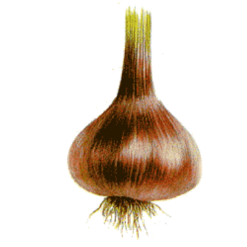 Ail Noir Bio* Ail Noir Bio*