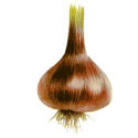 Ail Noir Bio*