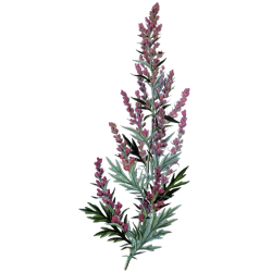 Huile essentielle Estragon Bio*