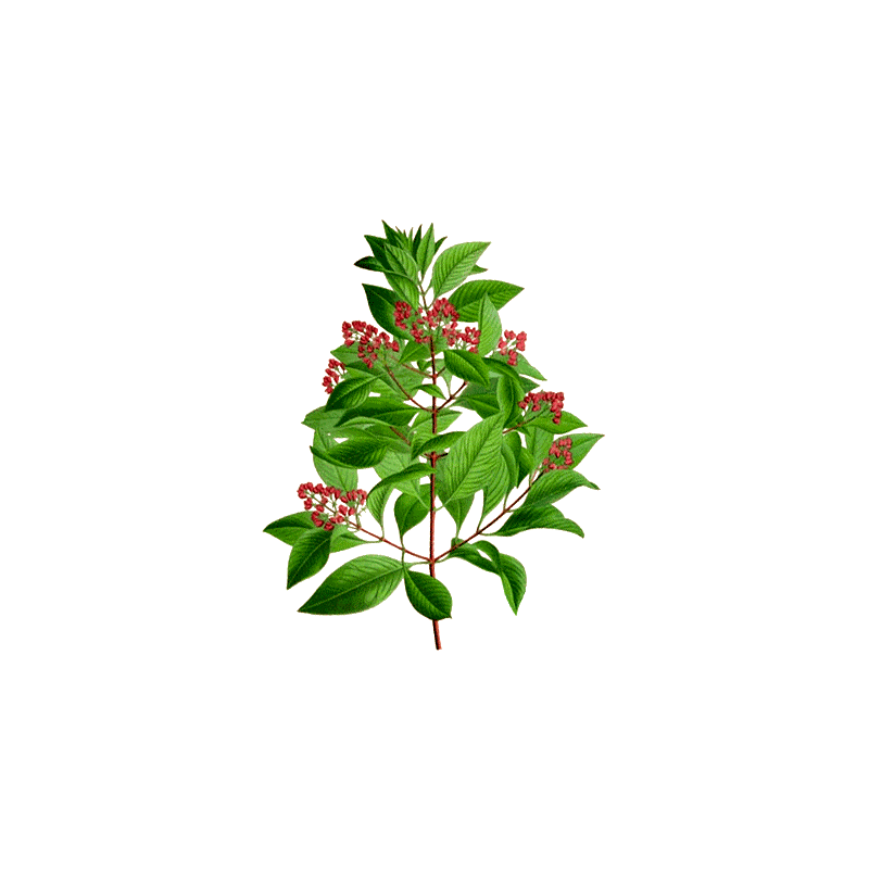 Huile essentielle Santal bois sauvage (Santalum austrocaledonicum)