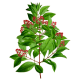 Huile essentielle Santal bois sauvage (Santalum austrocaledonicum)