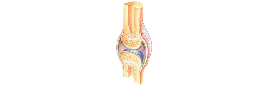 Articulations