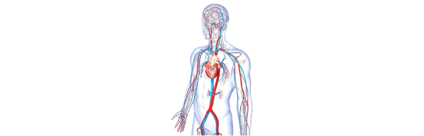 Circulation & Coeur
