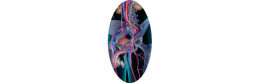 Prostate
