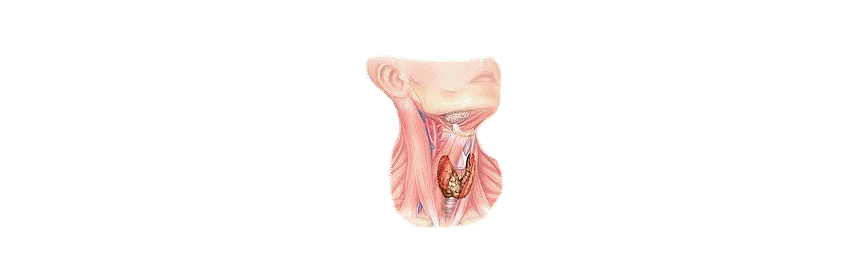 Système glandulaire thyroïde