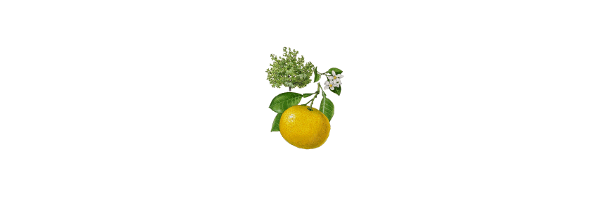 Pamplemousse extrait
