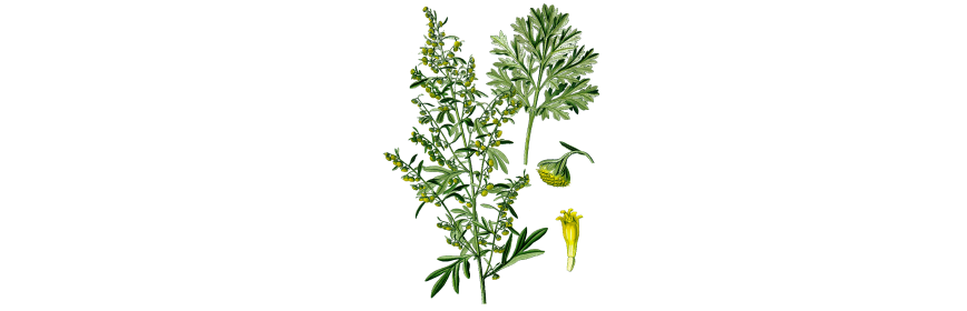 Plantes en gélules