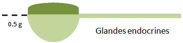 endocrine-cuillère