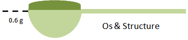 os-cuillère