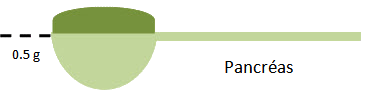 pancreas-cuillère